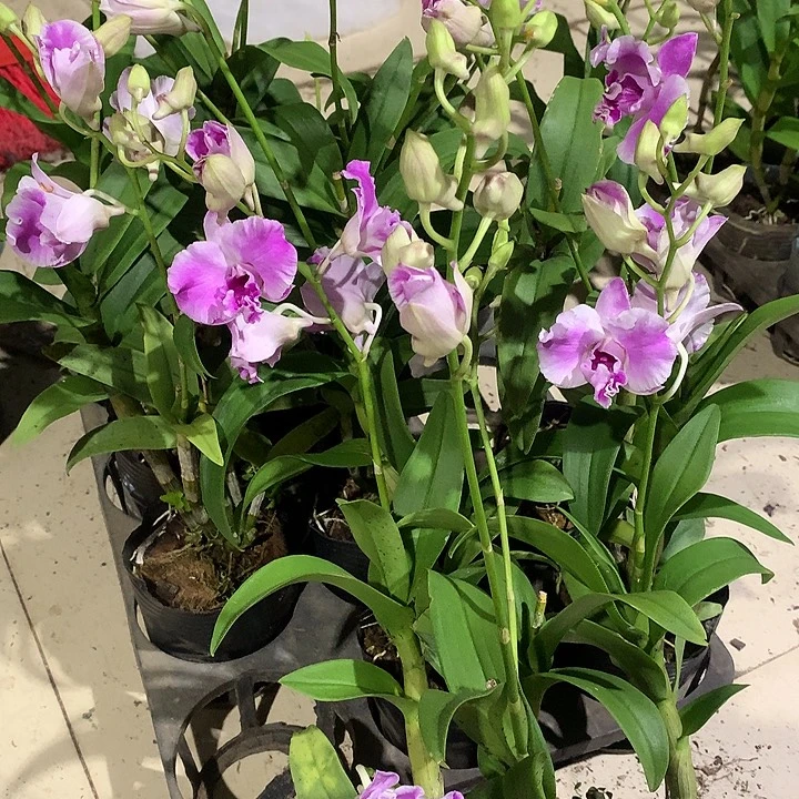 完全开放卡娜萨莉亚龙王大小2苗裸根花叶不包损