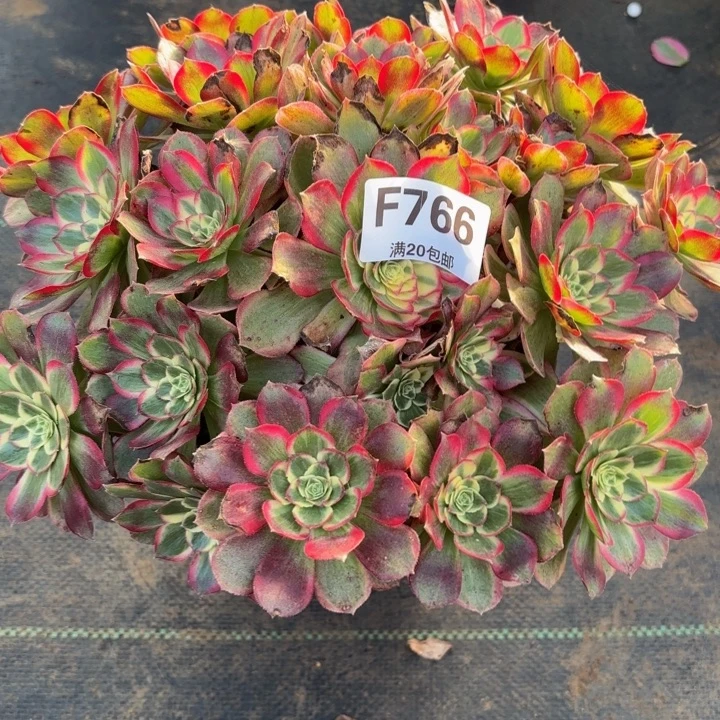 瑞妈，，，，，。。766千禧