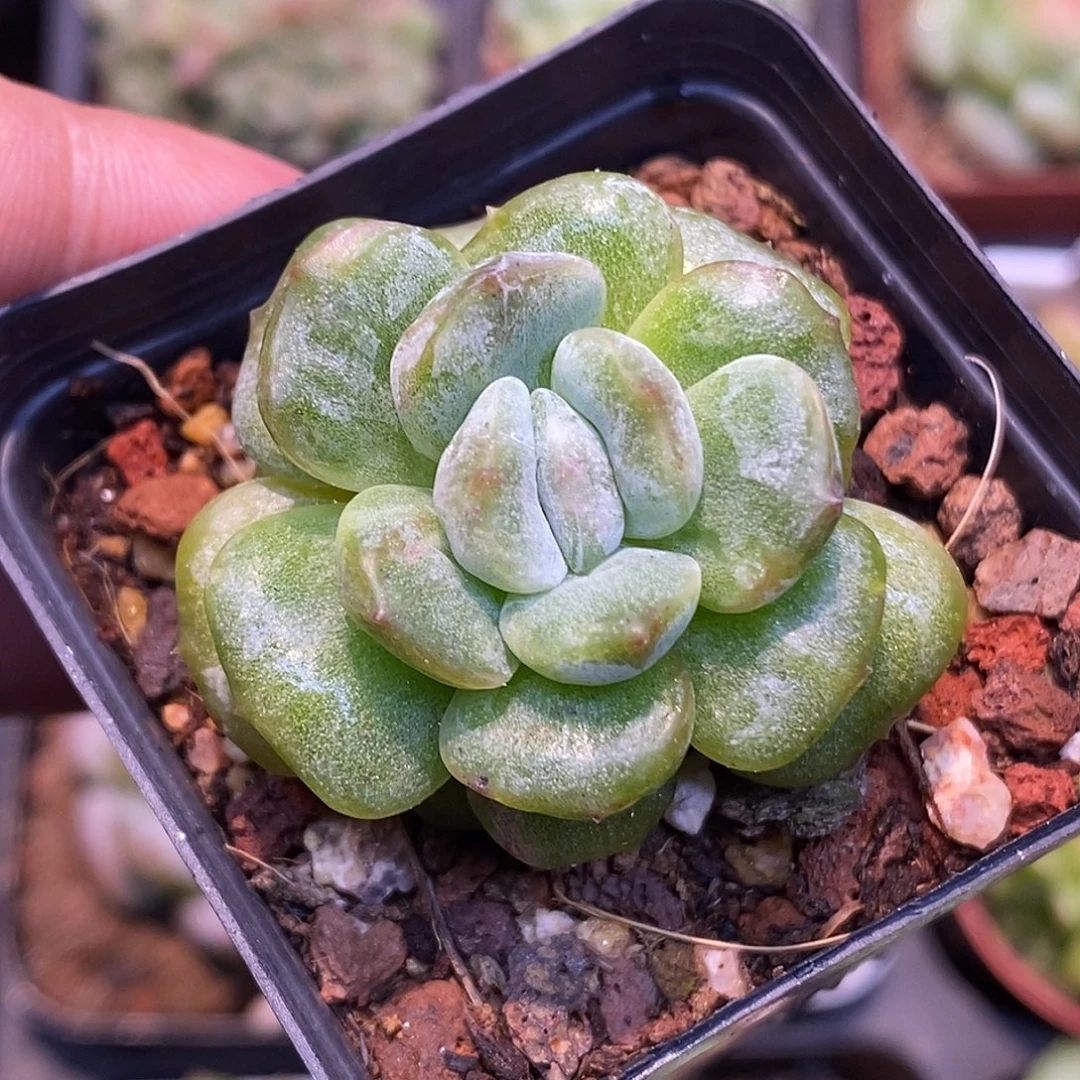 白恋石化30包邮非偏远