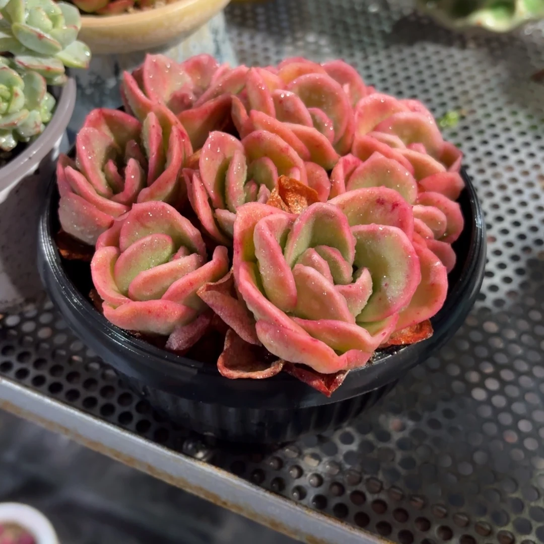 冰玫瑰锦多肉15㎝盆