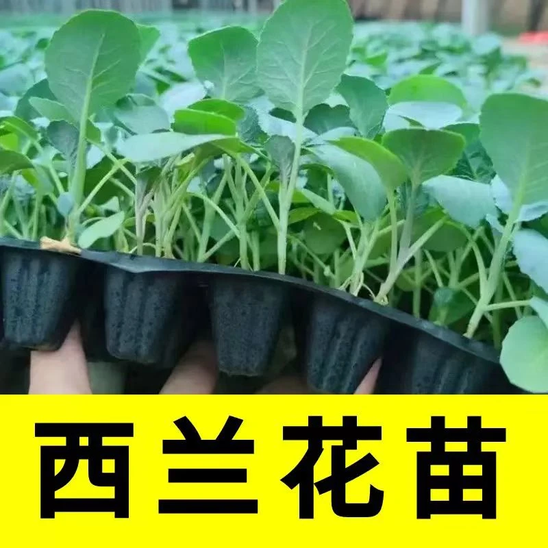 西兰花苗籽蔬菜种苗西兰花苗子菜花西南花菜蔬菜苗花苗西蓝花幼苗