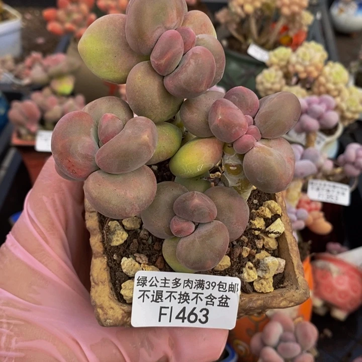 芒果奶8cm463多肉植物