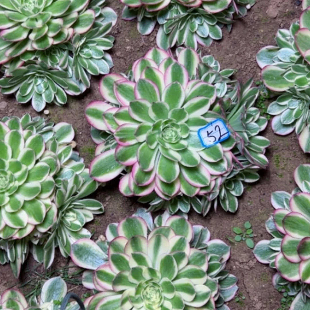 【闪购商品】李*多肉植物倾城52.53水桩