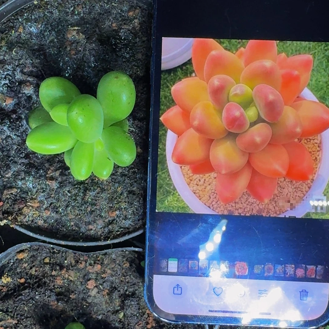 摩尔根 叶插  一物一拍