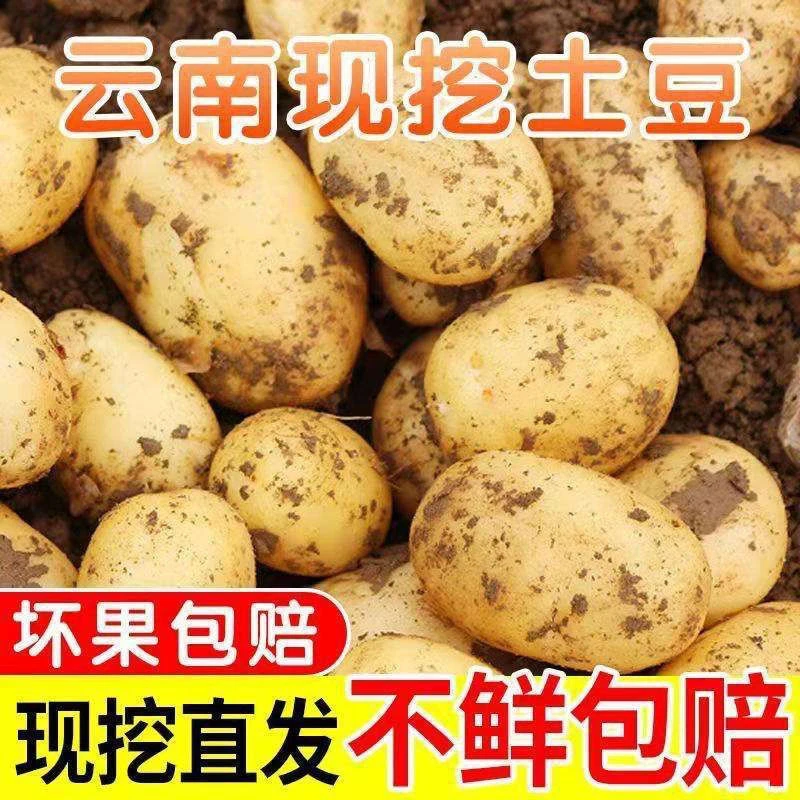 云南正宗黄心土豆农家现挖现发新鲜马铃薯产地批发