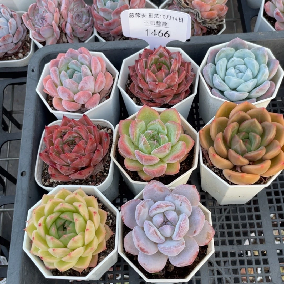 不包整散 盆子不售后1466