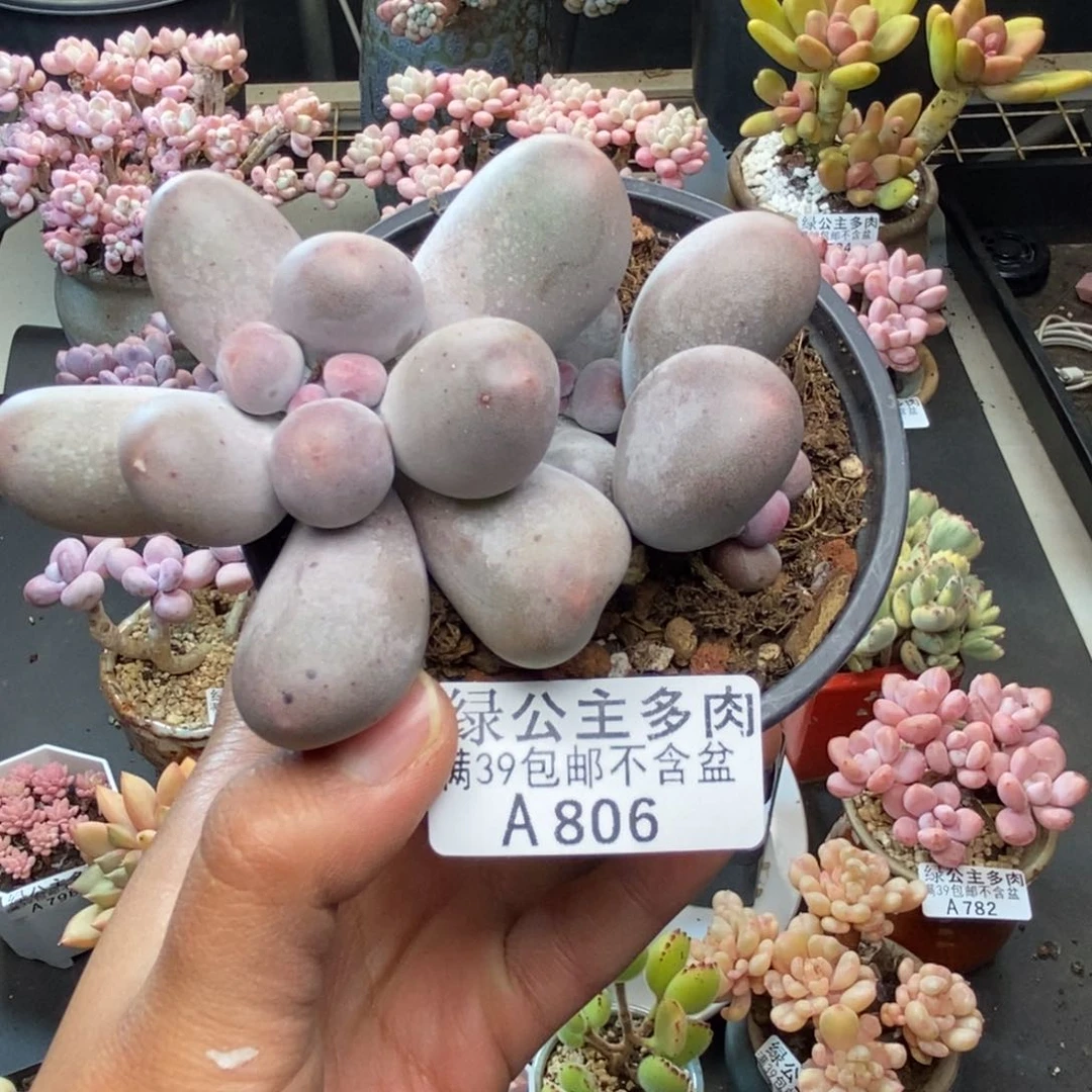 806米可奶多肉7c m