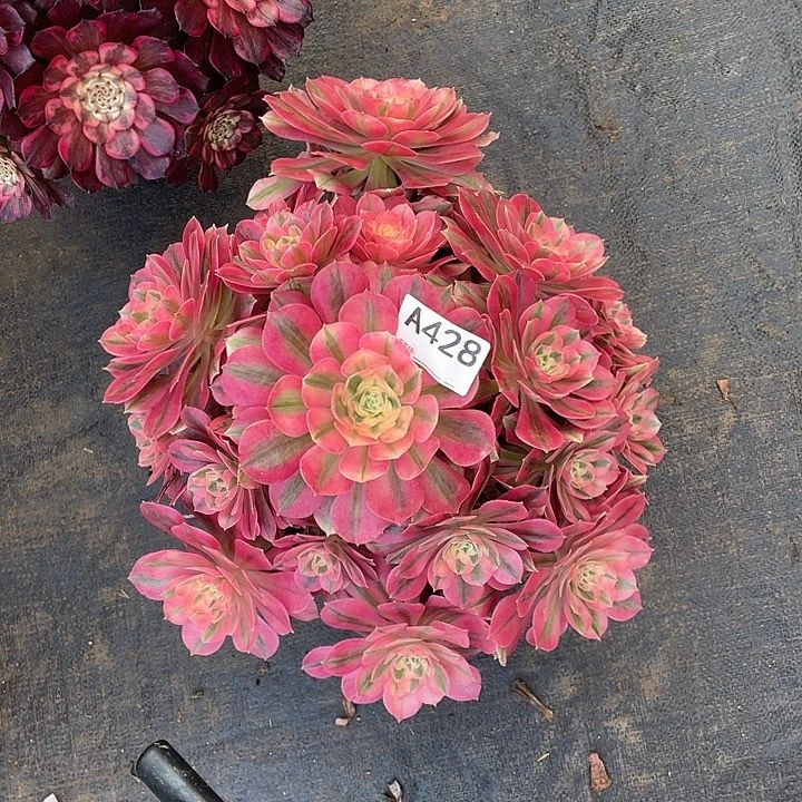 粉女巫多肉法师。  428