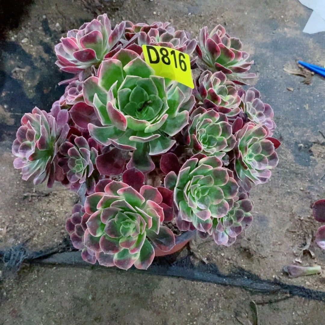 英***姐凤冠多肉植物手捧816