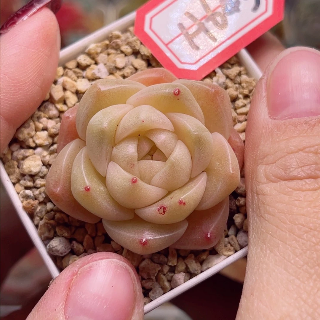H643一物一拍 茱丽