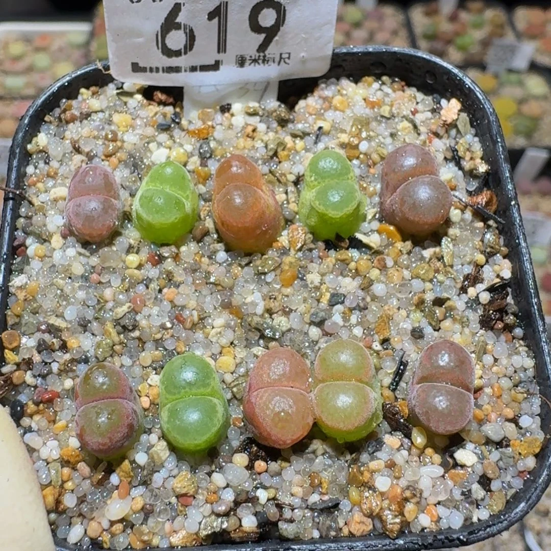 Ssss精品生石花619