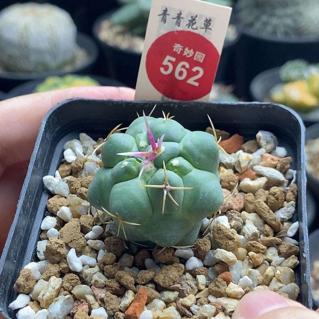 实生白肌天晃一颗仙人球