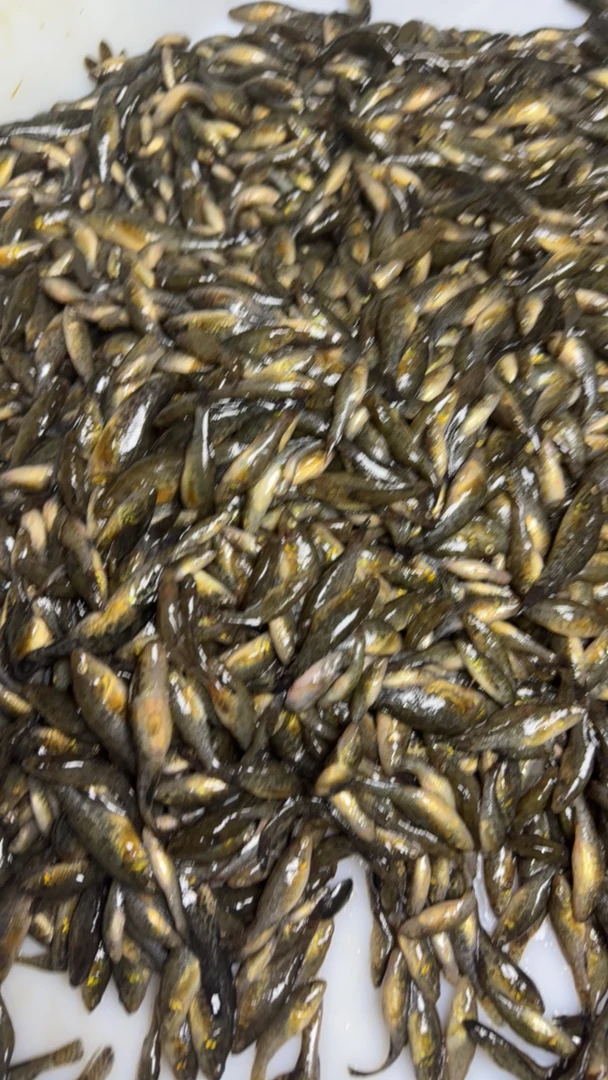 特小老头鱼6斤活体发货保鲜不保活大小不一