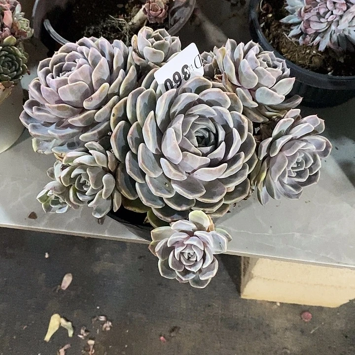 小***风360汉堡多肉植物多肉