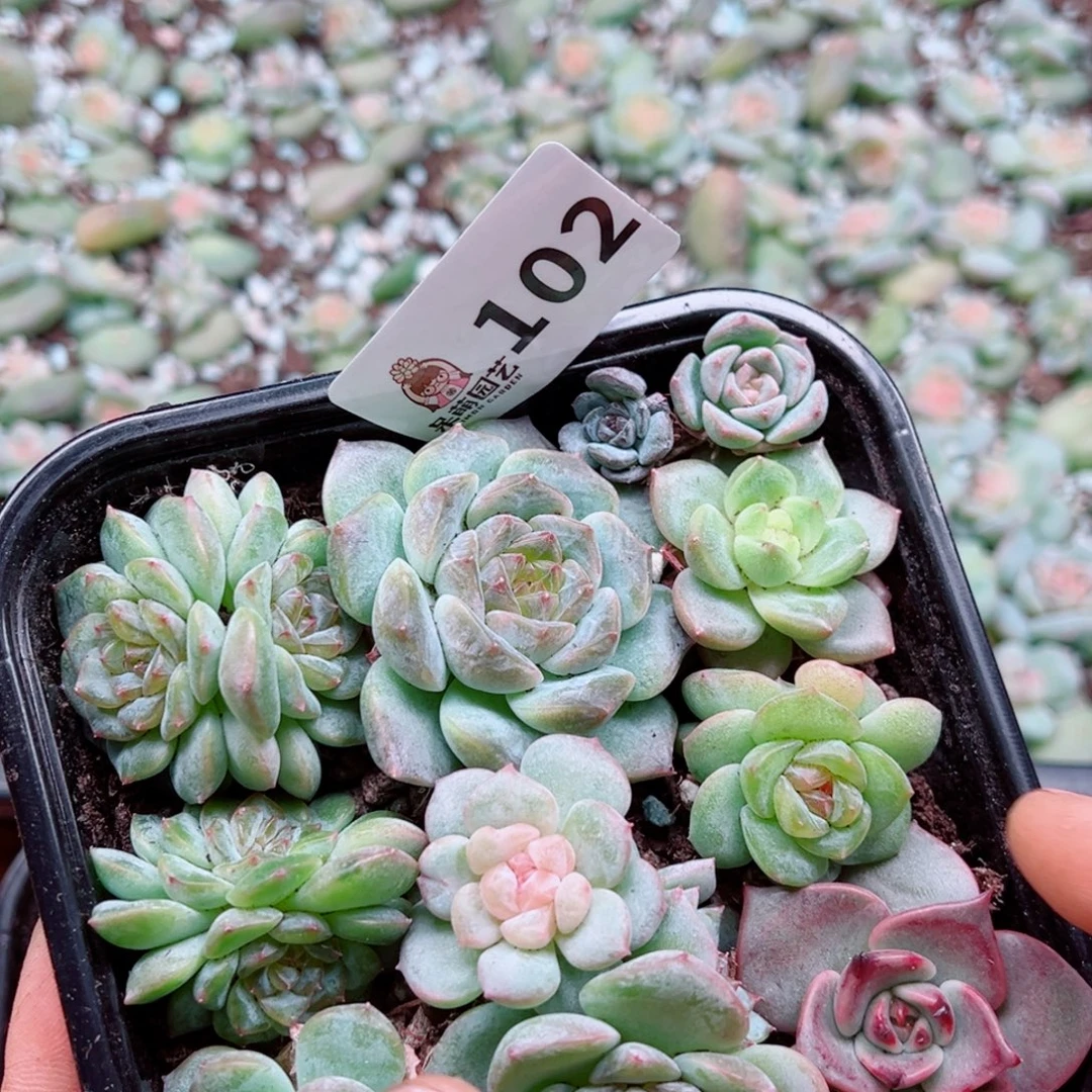 多肉植物多肉植物