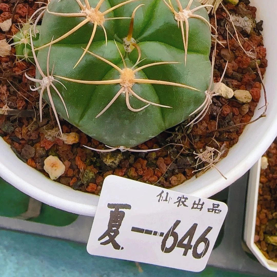 厶**厽海王，646，仙农出品