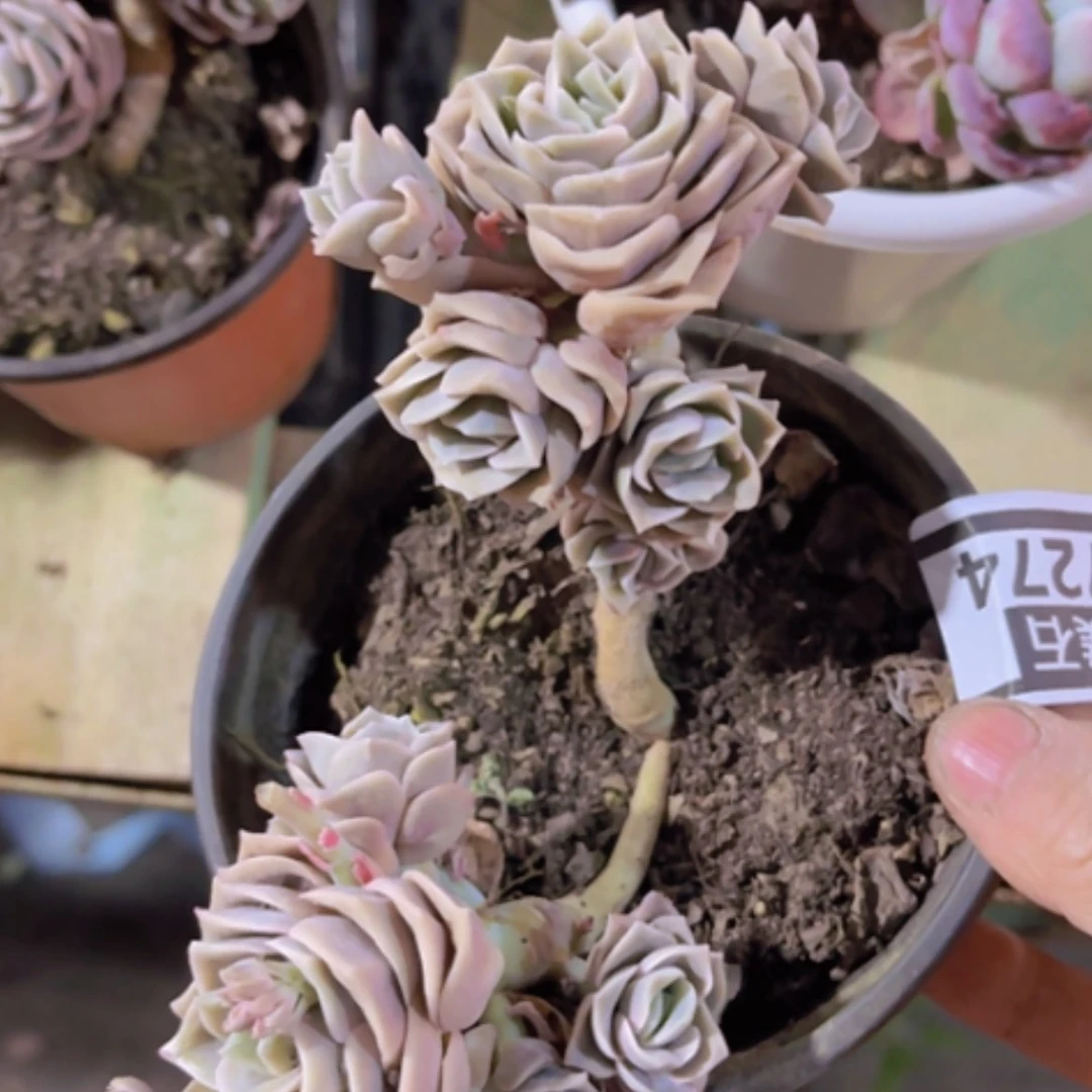 【闪购商品】可爱玫瑰17274