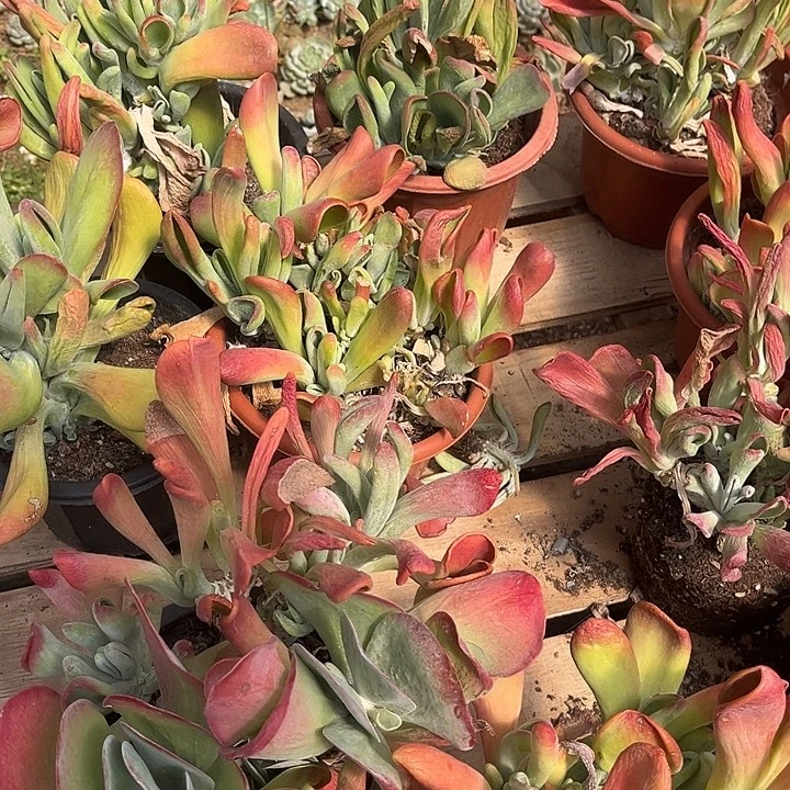 火狐狸9.99多肉植物
