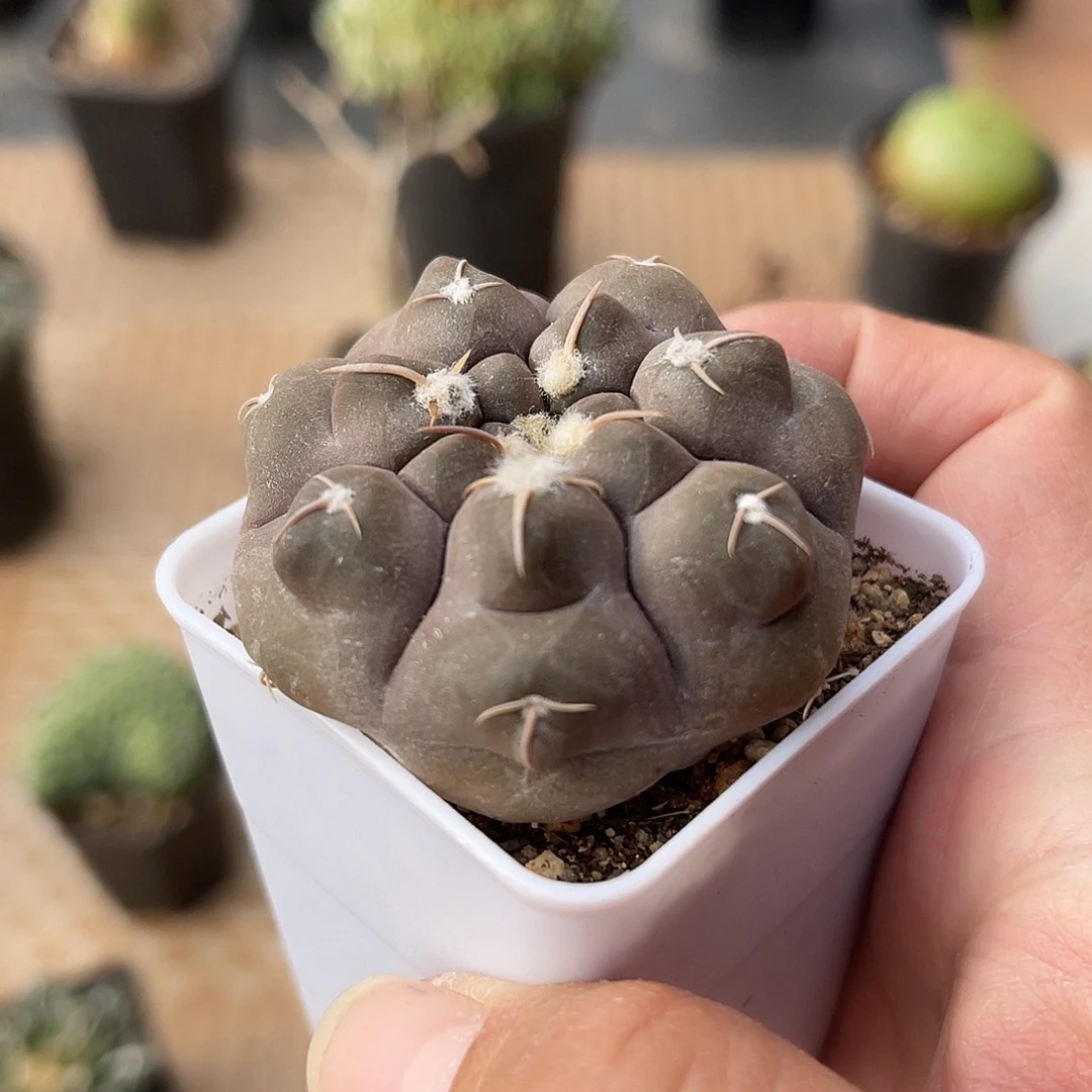 实生大尤龟甲铅皮仙人球