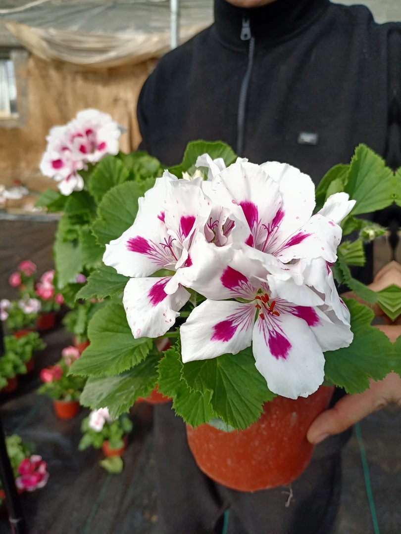 【王族】中花系列爆花蝴蝶梅（颜色包对）