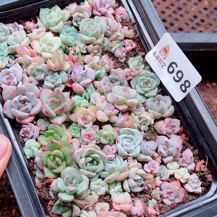 M***琪多肉植物多肉植物