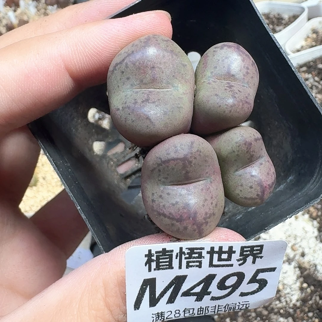 多肉植物的润泽df