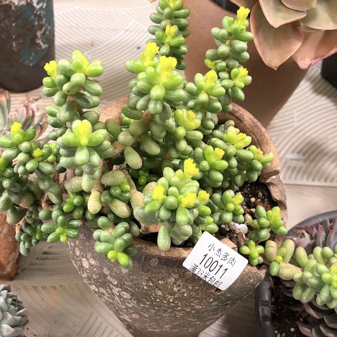 小杰家绿龟卵10011