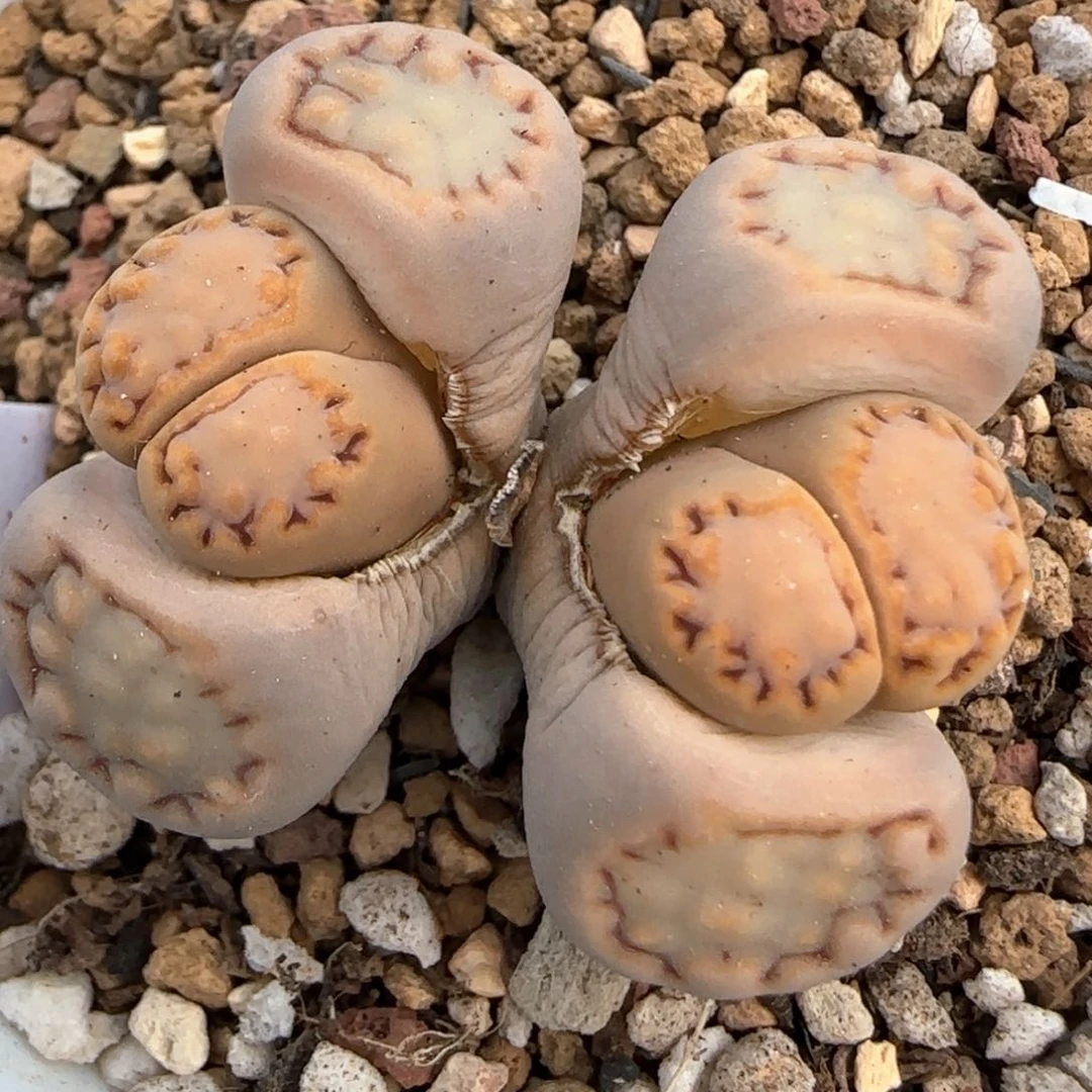 3。7。 7053。c 217。