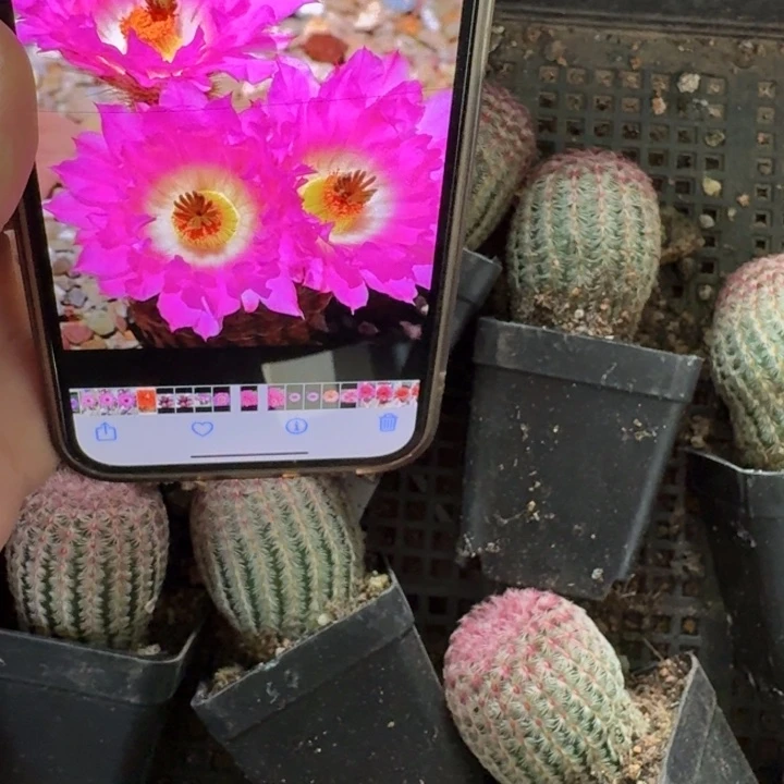 232红太阳脱土发货4公分左右