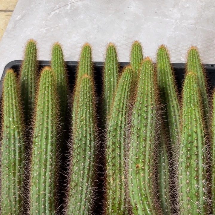 进口金妞金3自根一杯