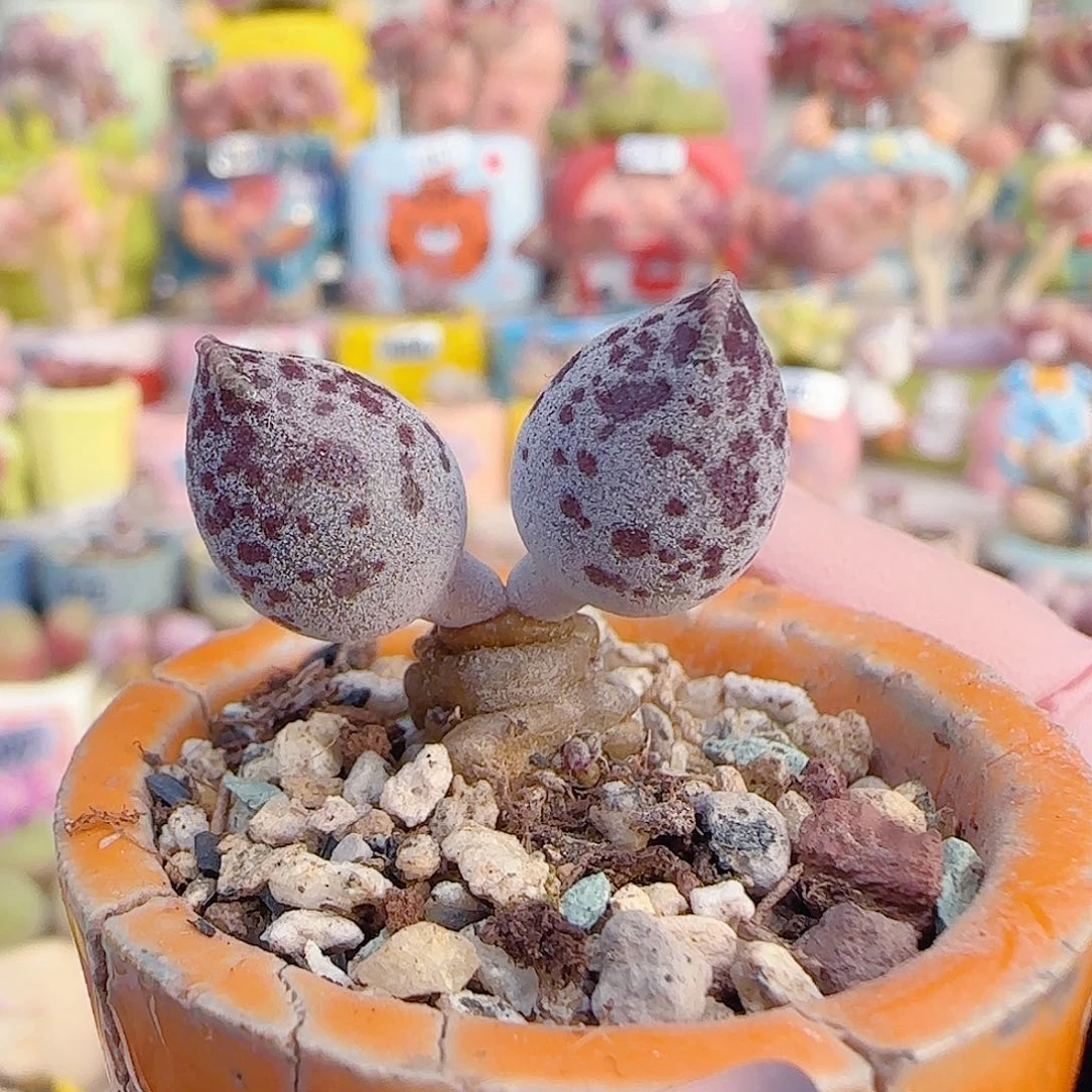 L 达摩白丸 盆口3cm