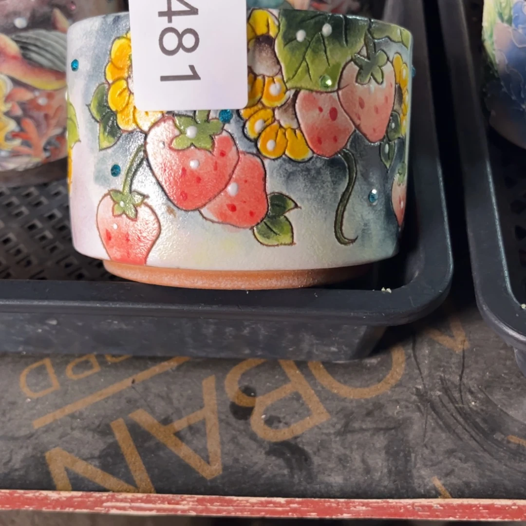 C****481多肉花盆   1个