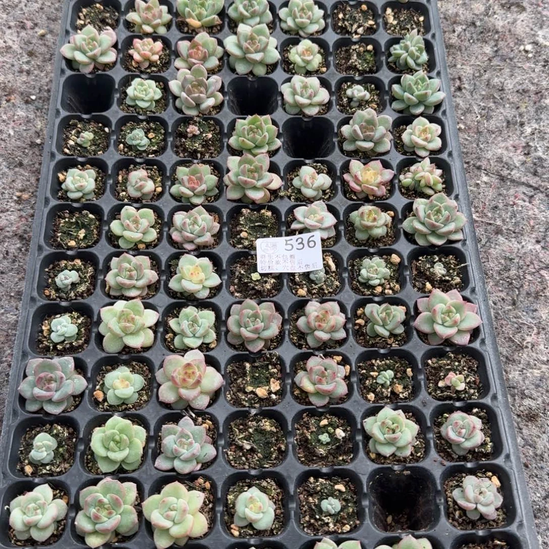 如图536优选麦芽穴盘一盘