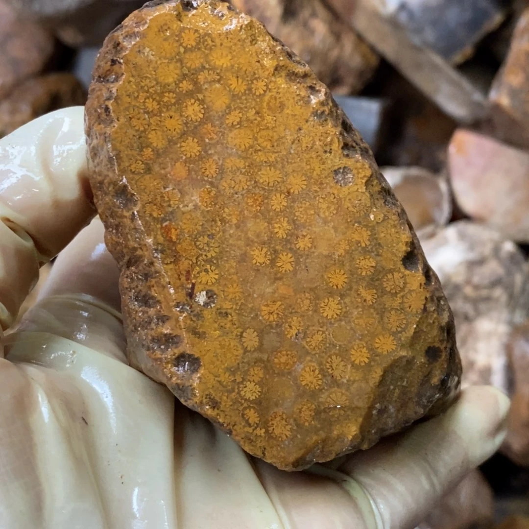 【闪购商品】硅化玉颈饰未镶嵌