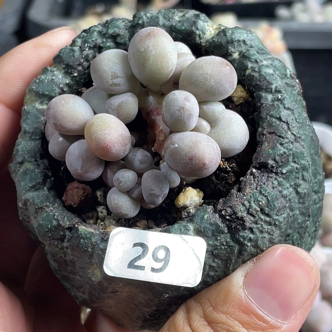 桃花奶酪多肉植物