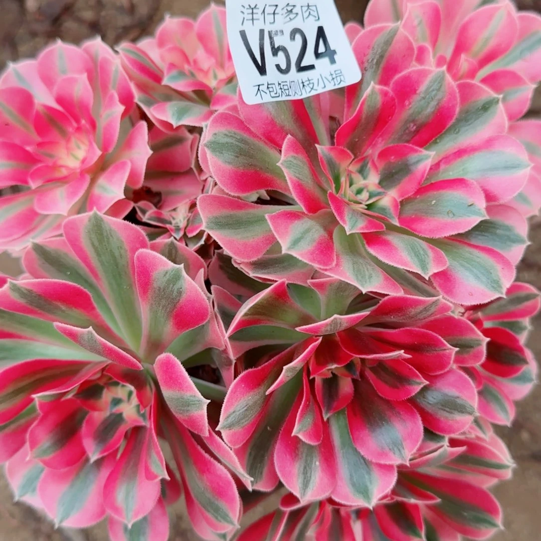 粉女巫法师524冠幅20左右