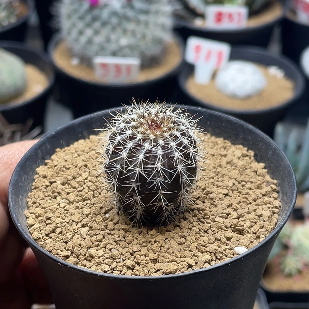 实生节刺尤伯球 带盆包邮