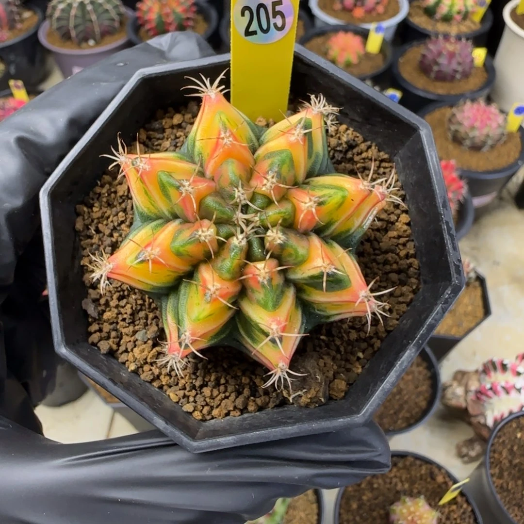 205号虎斑锦带盆土发货