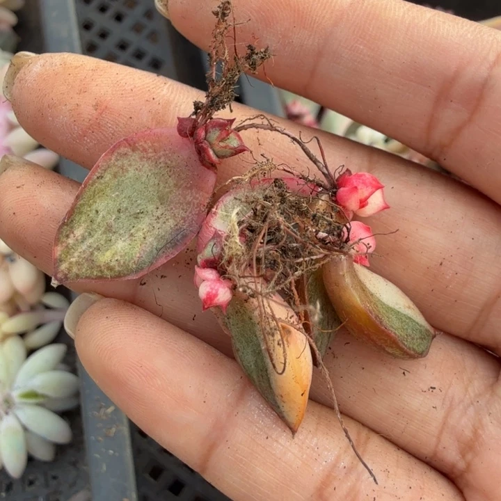 麒麟座锦椅子的推进