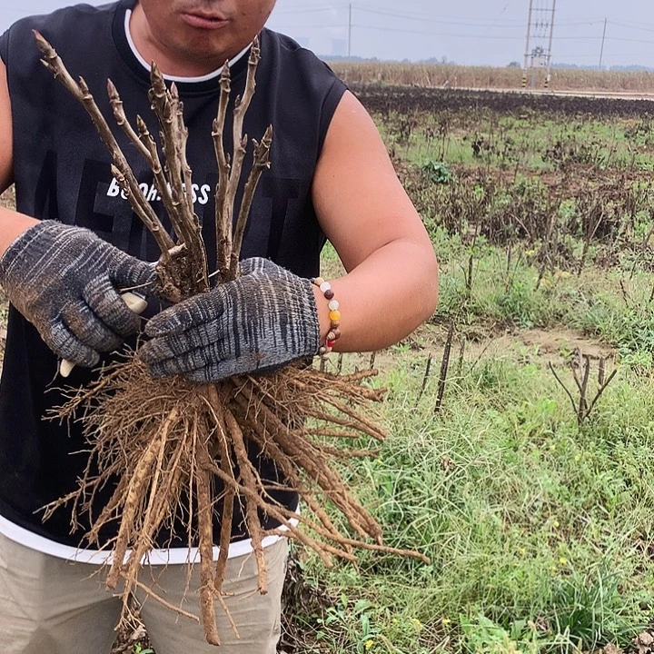 当前无花朵，栽培后可花朵旭港23