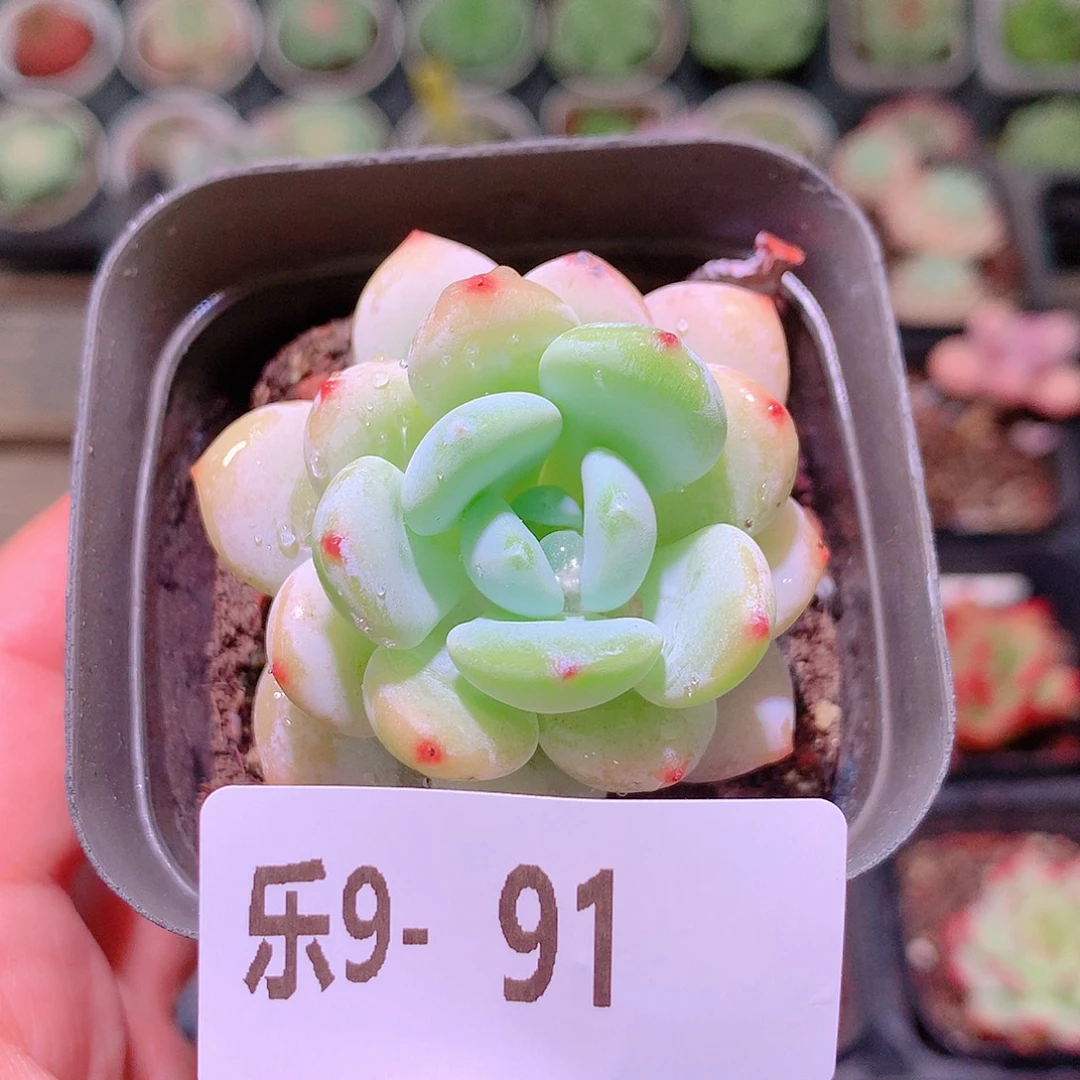 乐然9-91 小肥莲