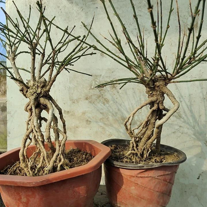 猎***人当前无花朵，栽培后可花朵