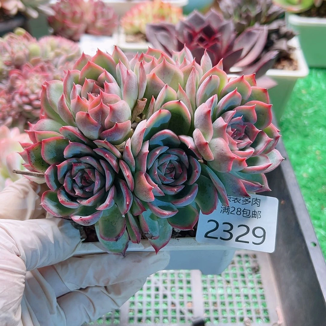 多肉一物一拍植物2329