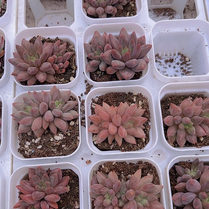 红里子19包邮多肉植物