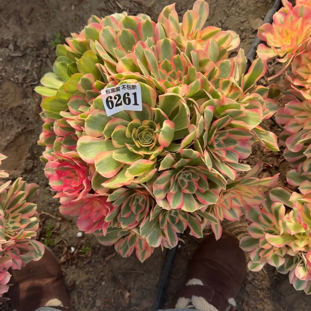 法师女郎18-6 6261