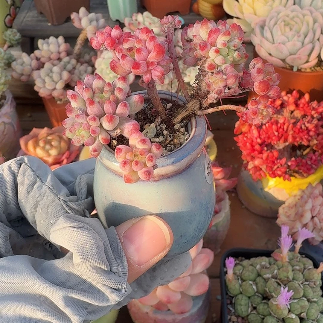 烟花 多肉含盆土 一物一拍