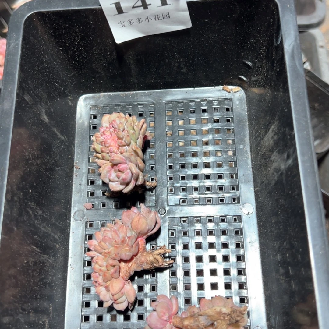 永***盛141号缀化到手3颗 一物一拍