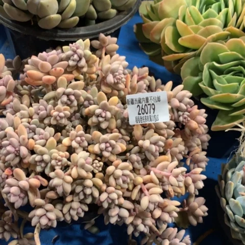 简****h艾桃26079多肉