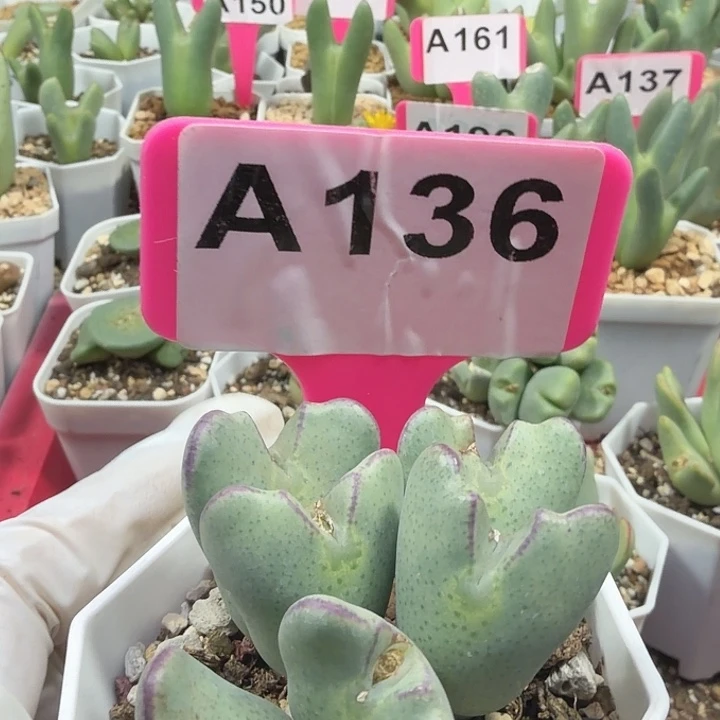 136mmmmmnnnnnnnnnnnm