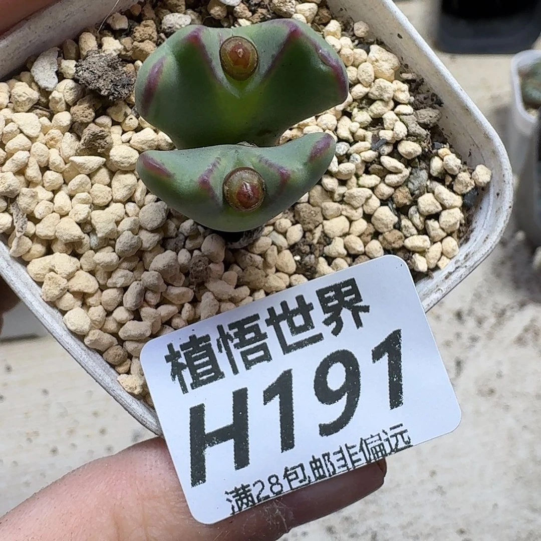 多肉植物的人生fgb